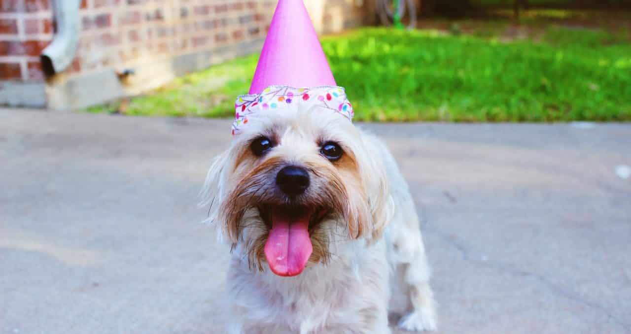 Pet Birthday Freebies