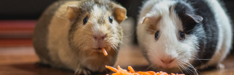 How to save money on pet food