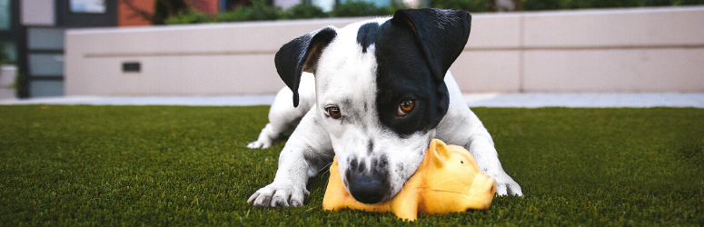 How to save money on general pet supplies